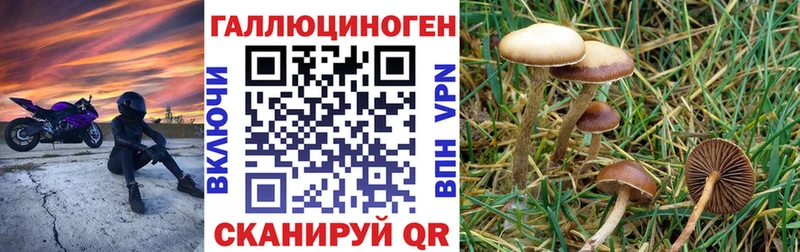 Галлюциногенные грибы Psilocybe  Шагонар 